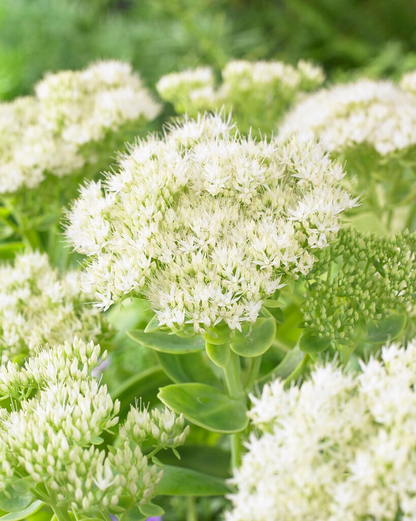 ice plant 'Stardust'