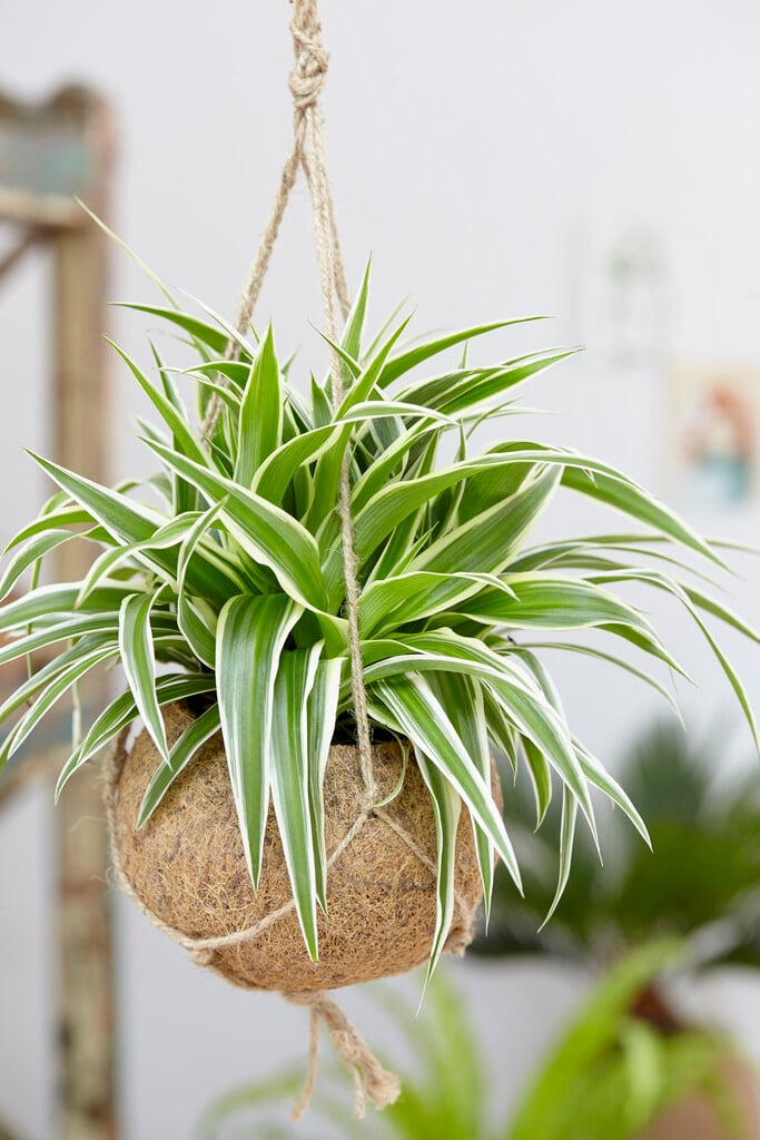 spider plant 'Ocean'