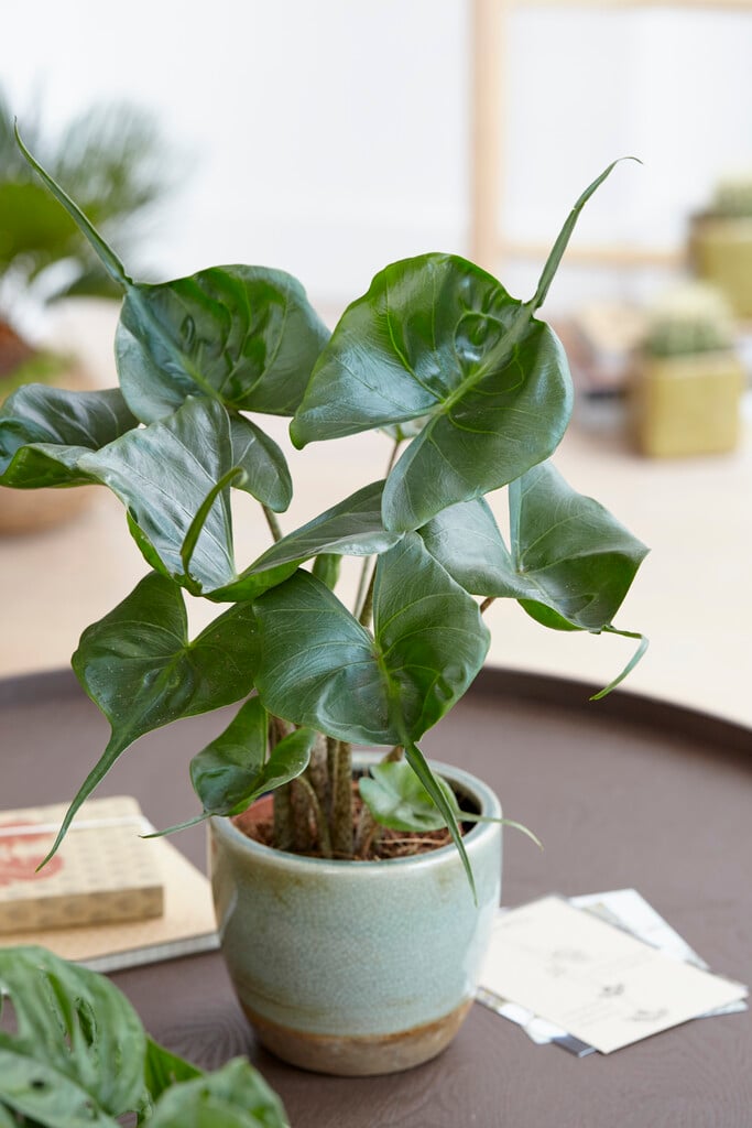 elephant's ear plant 'Stingray'