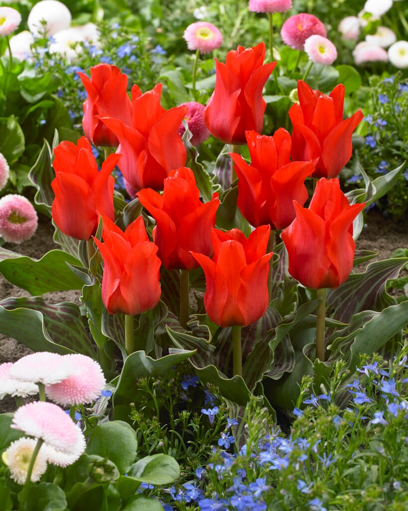 tulip 'Red Riding Hood'