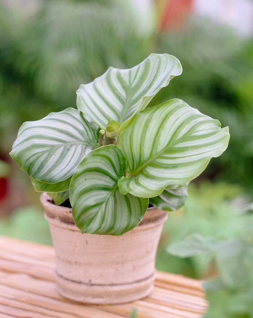 round-leaved calathea