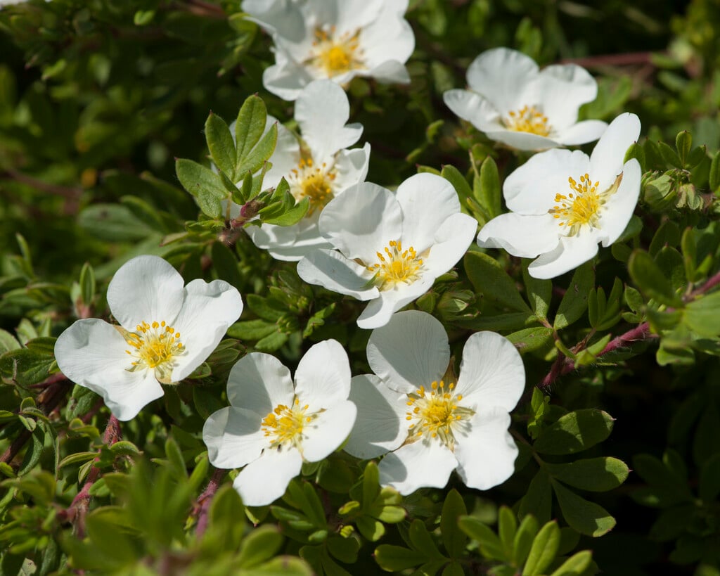 shrubby cinquefoil 'Abbotswood'