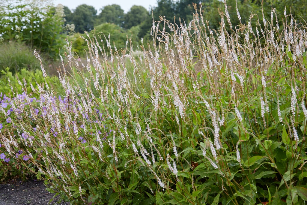 white-flowered red bistort