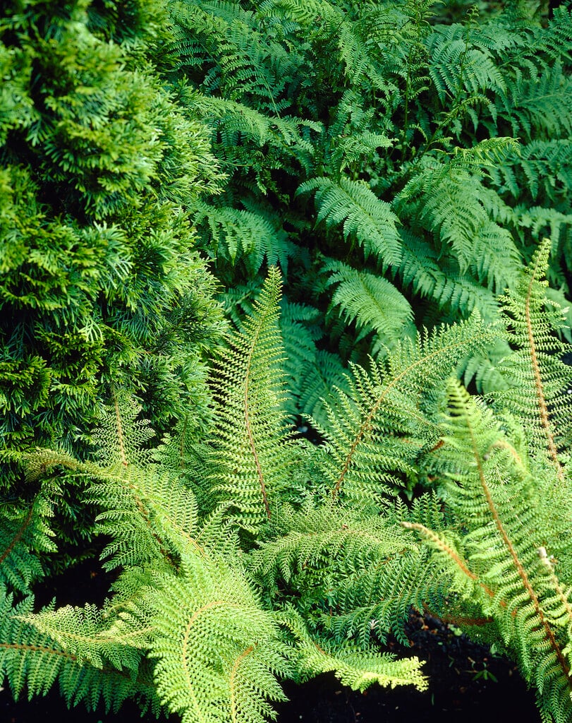 soft shield fern 'Herrenhausen'