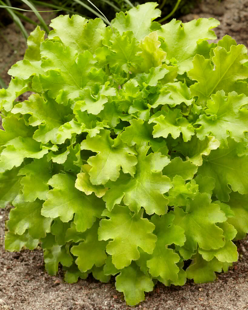 alum root 'Lime Marmalade'