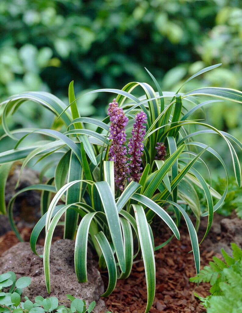 lilyturf 'Gold-banded'