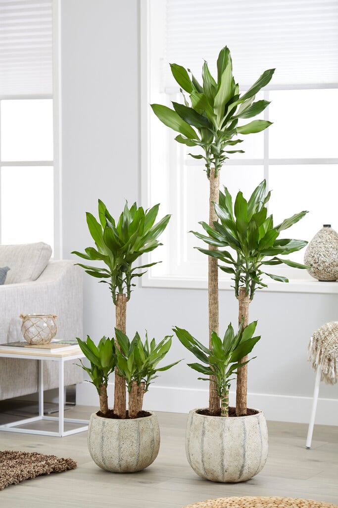 northern large-leaved dragon tree