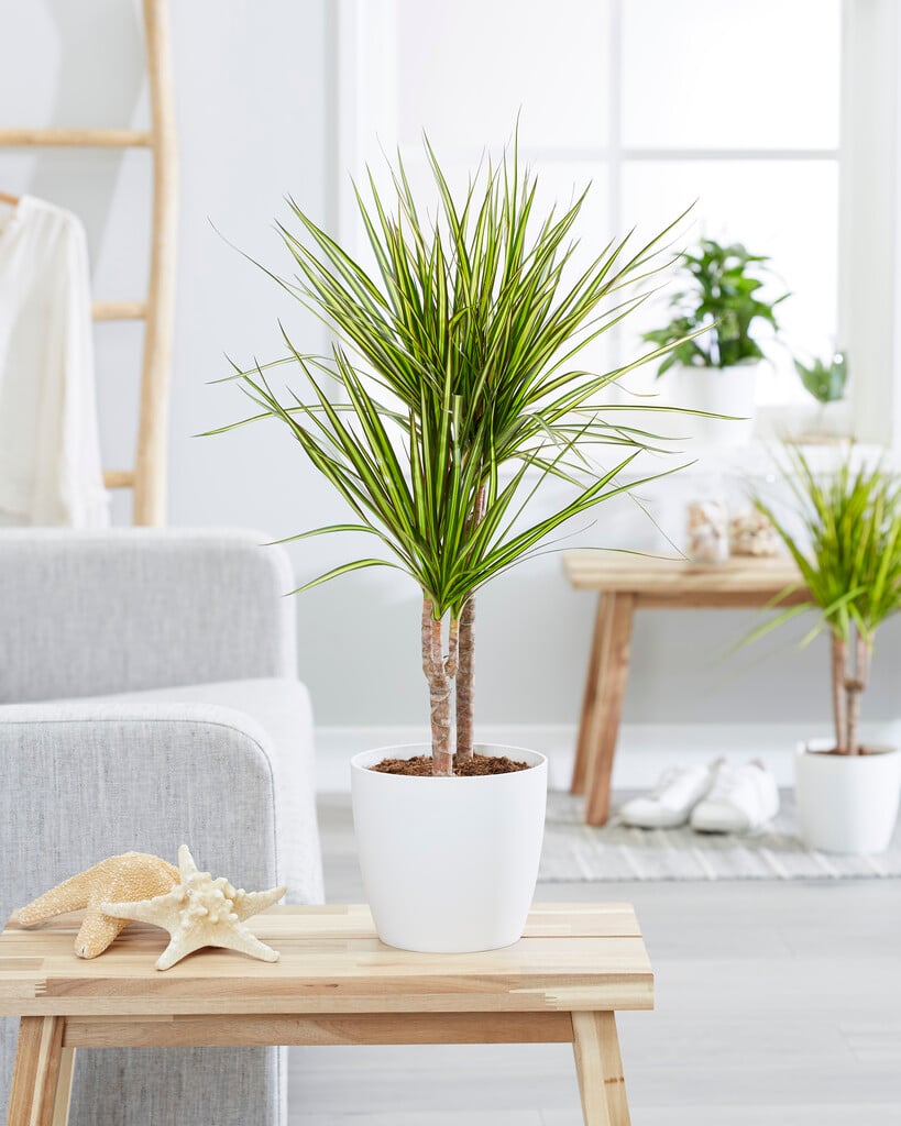 Madagascar dragon tree 'Sunray'