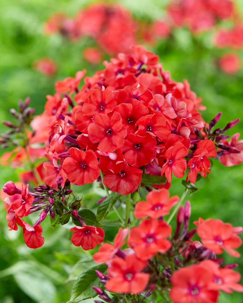 perennial phlox 'Prince of Orange'