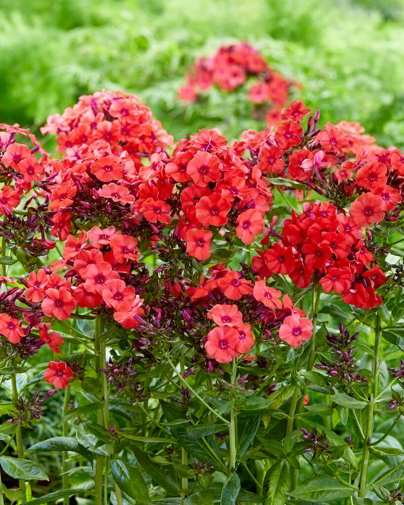 perennial phlox 'Prince of Orange'