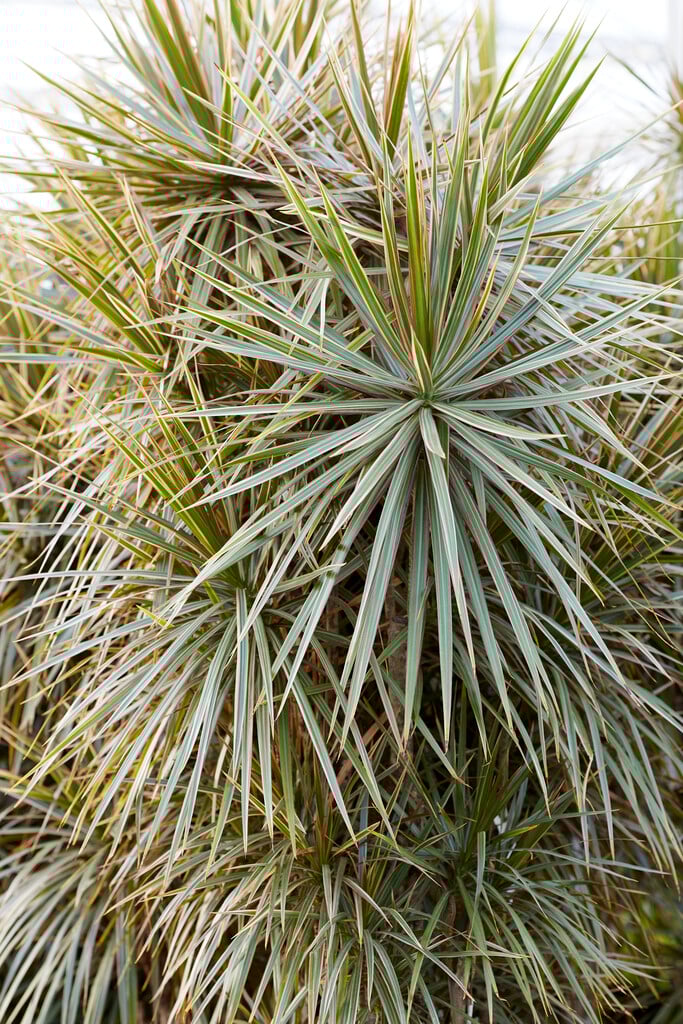 Madagascar dragon tree 'Bicolor'
