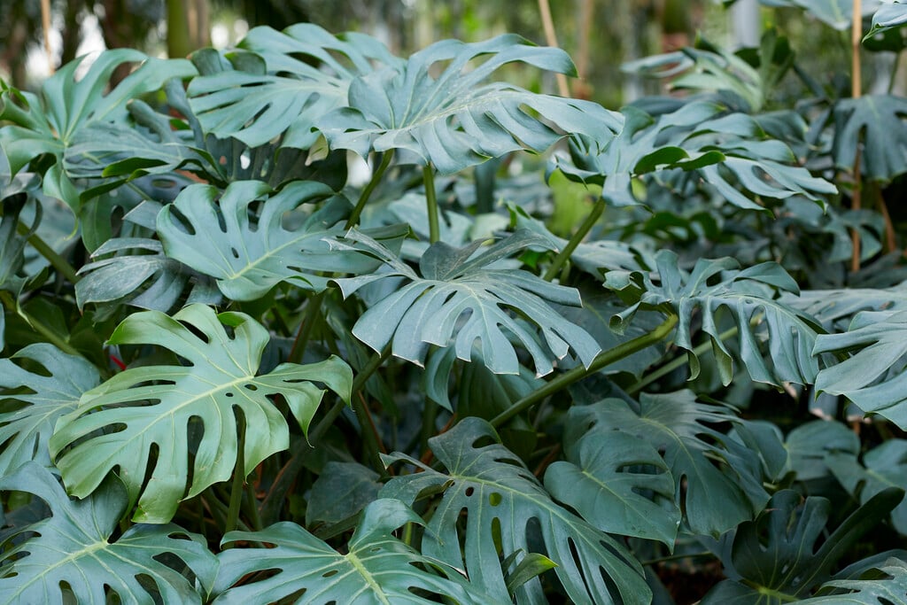 Swiss cheese plant
