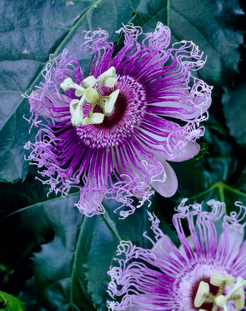 purple granadilla