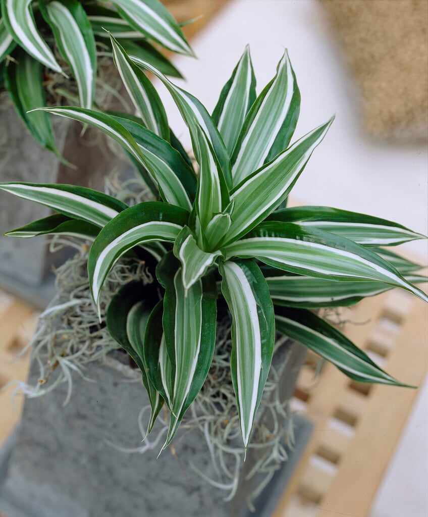 drragon tree 'Kanzi'