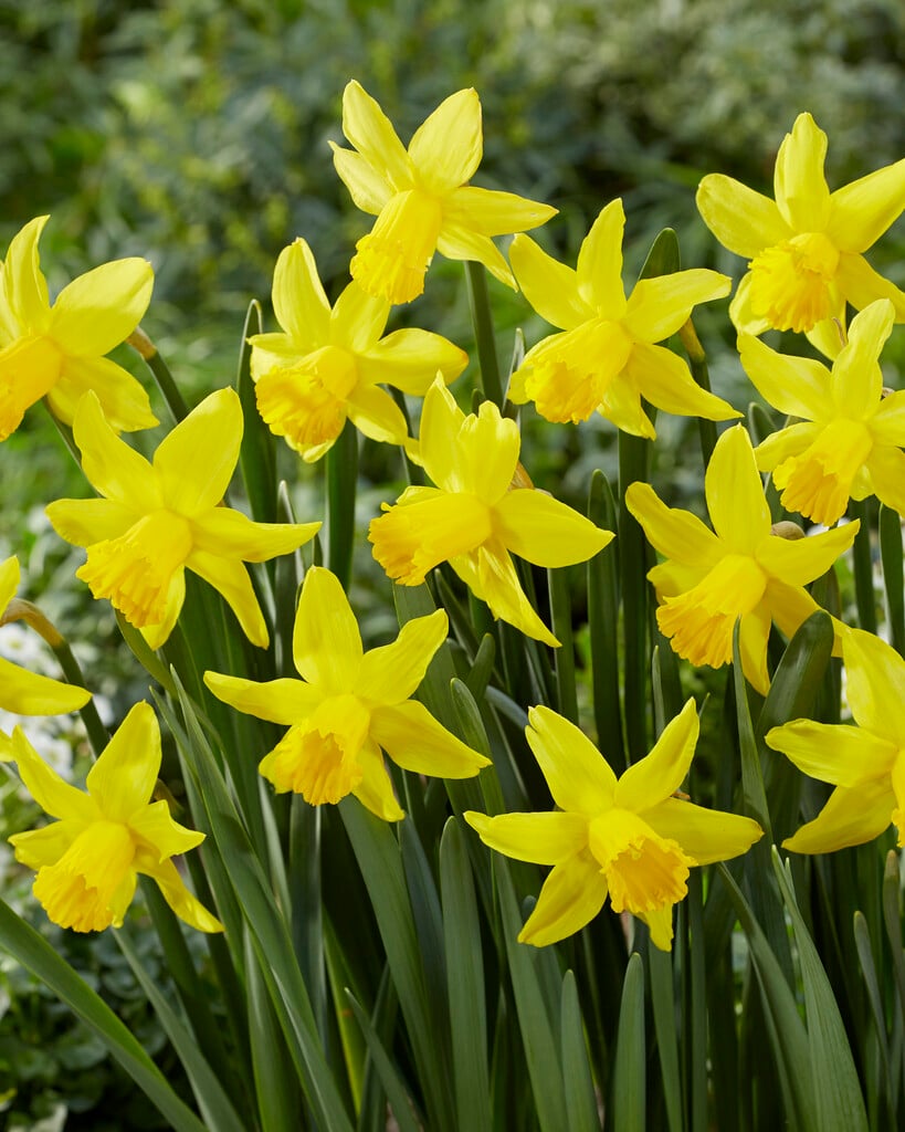 daffodil 'February Gold'
