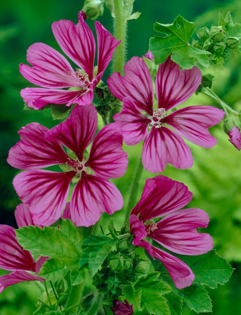 tree mallow 'Burgundy Wine'