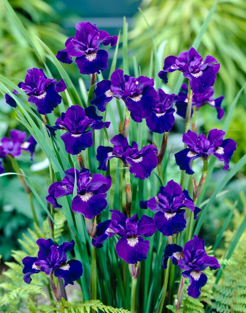 Siberian iris 'Shirley Pope'
