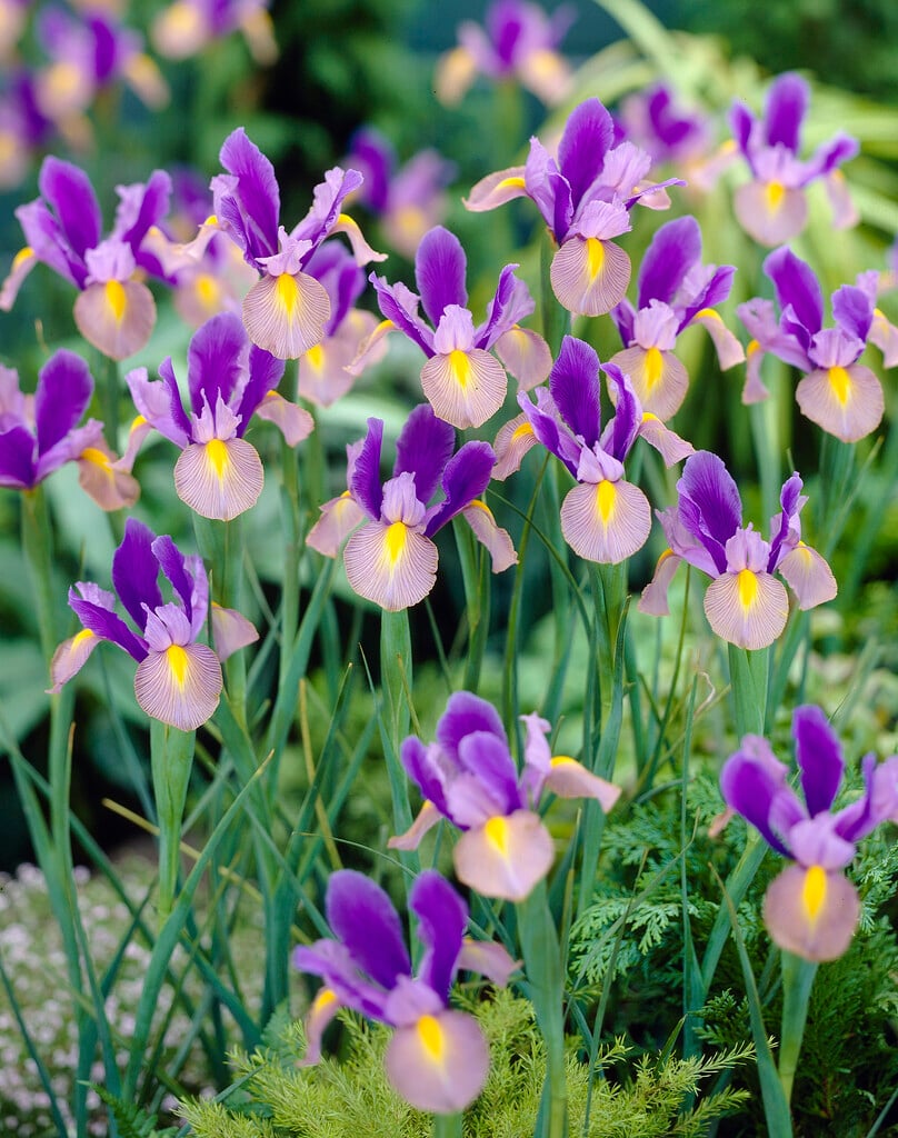 Dutch iris 'Gypsy Beauty'