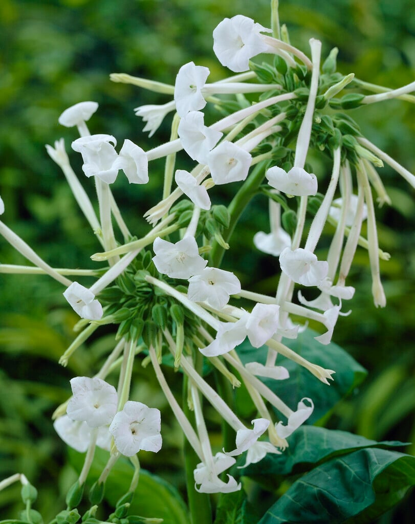 woodland tobacco plant