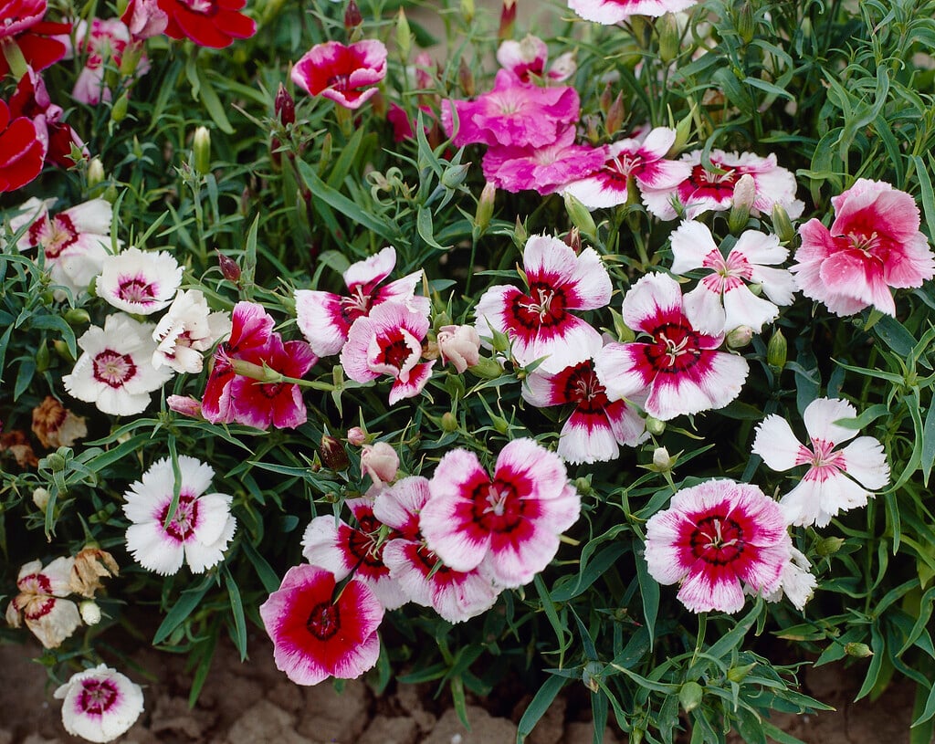 Chinese pink