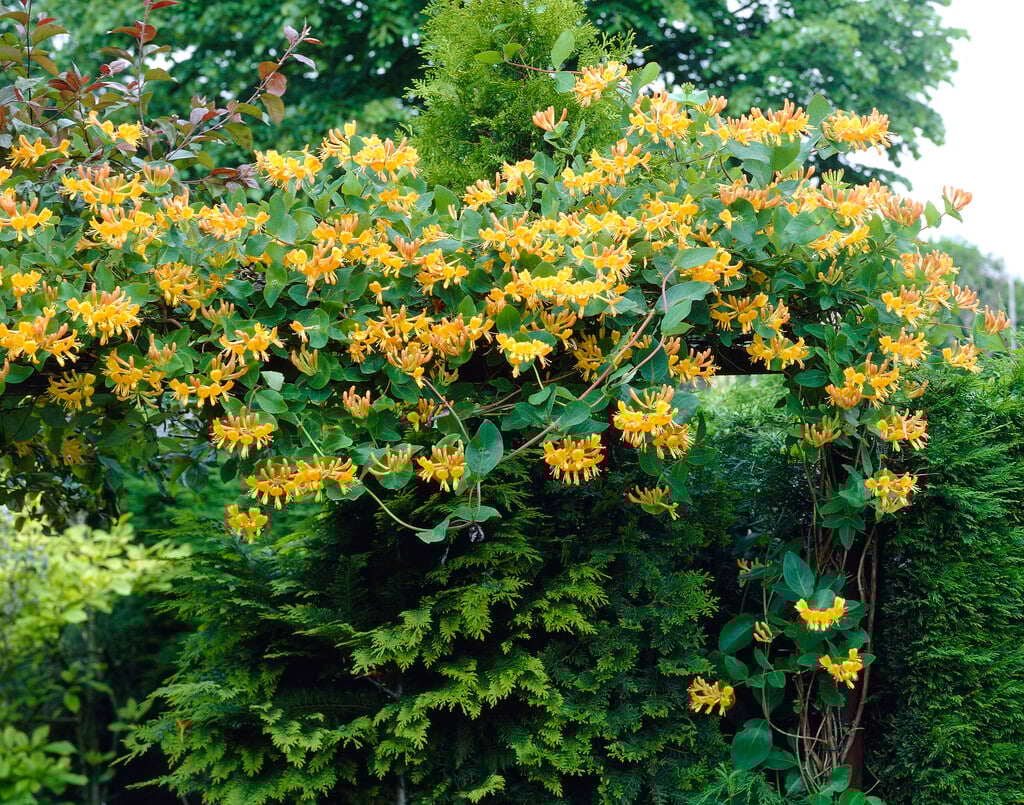 Tellmann's honeysuckle