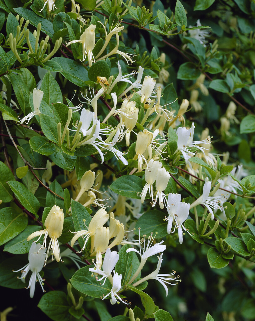 Hall's Japanese honeysuckle