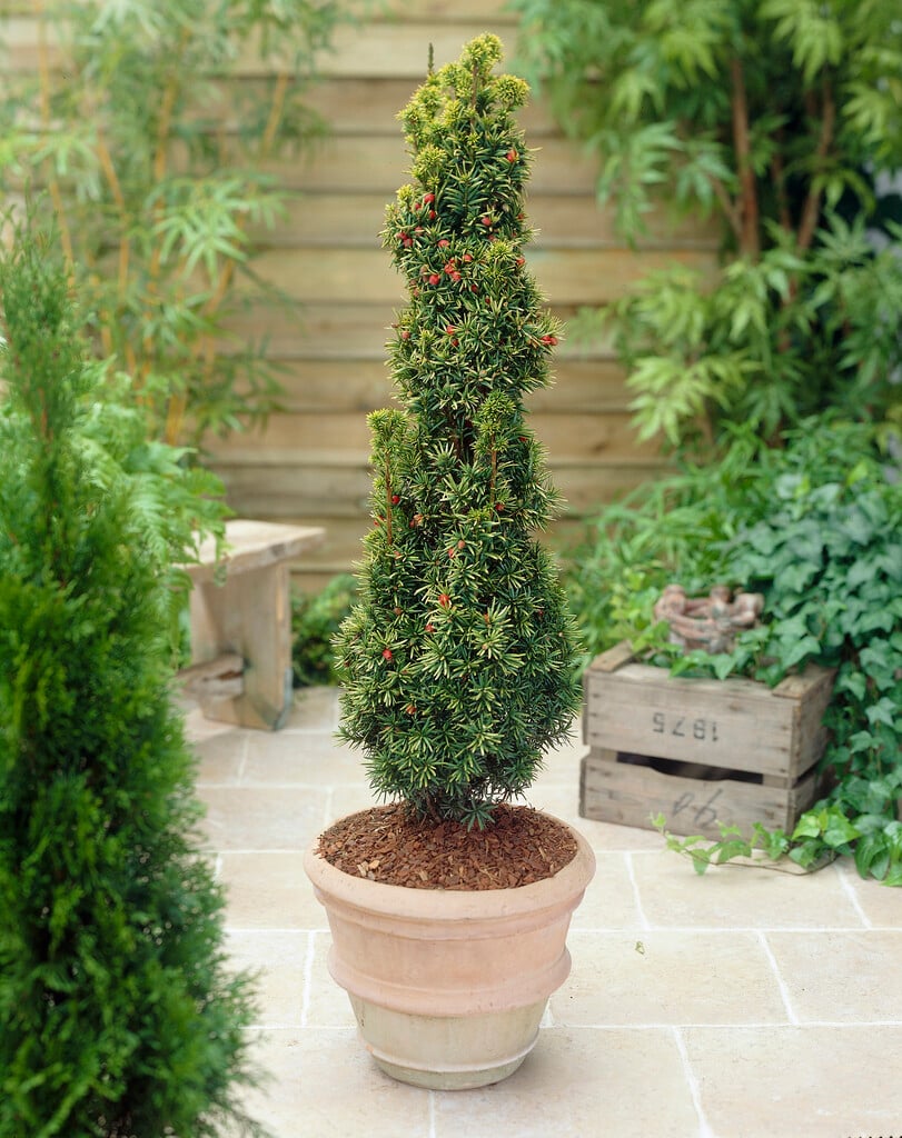 yew 'Standishii'