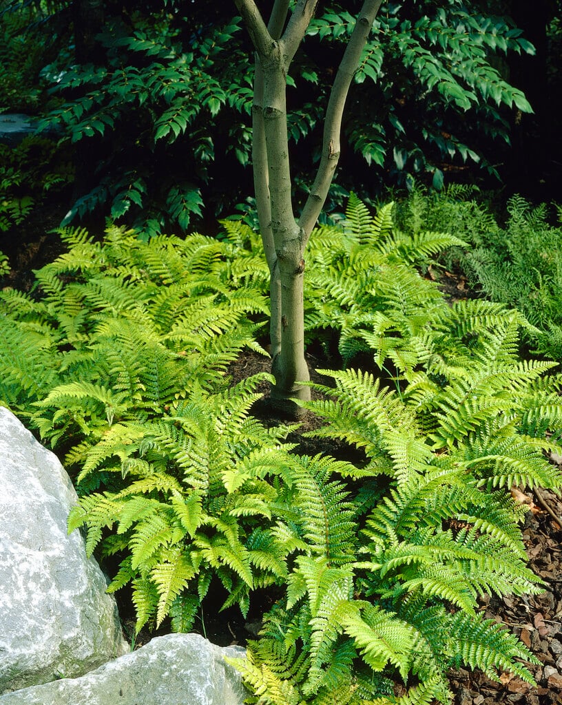 Japanese lace fern