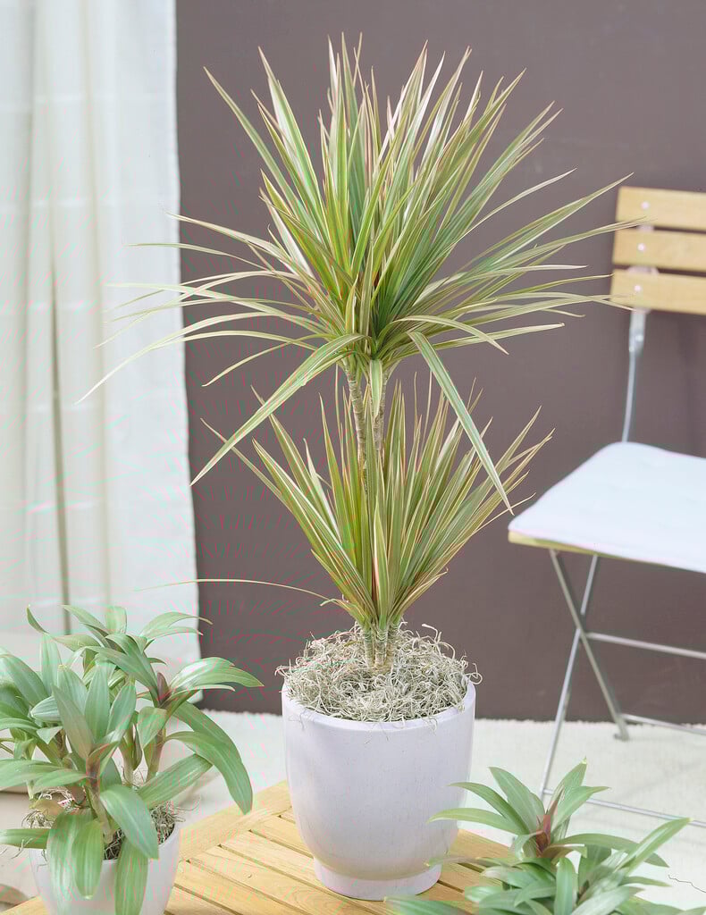 Madagascar dragon tree 'Colorama'