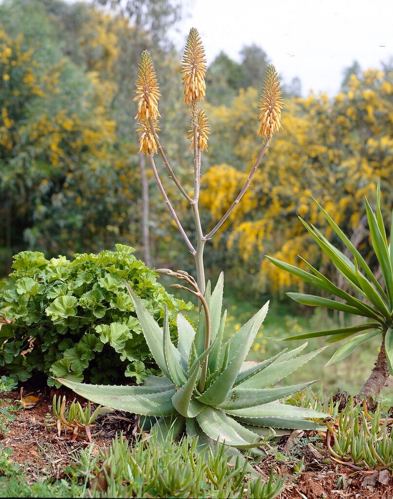 Barbados aloe