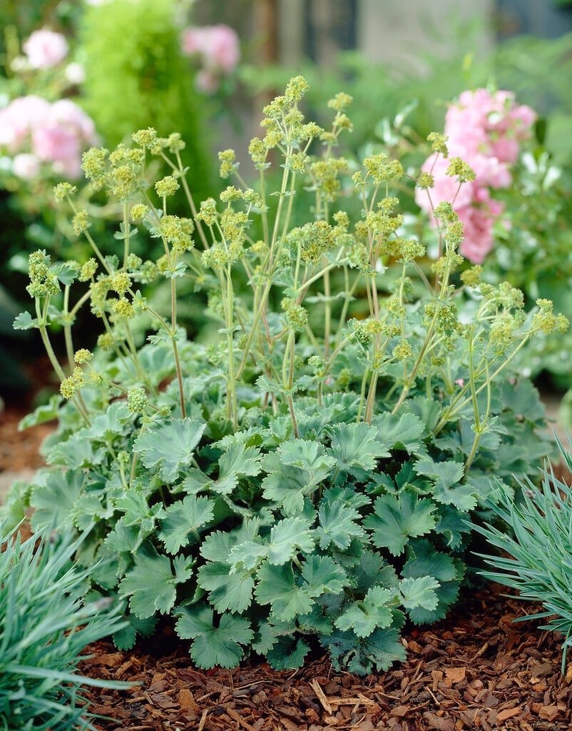 dwarf lady's mantle