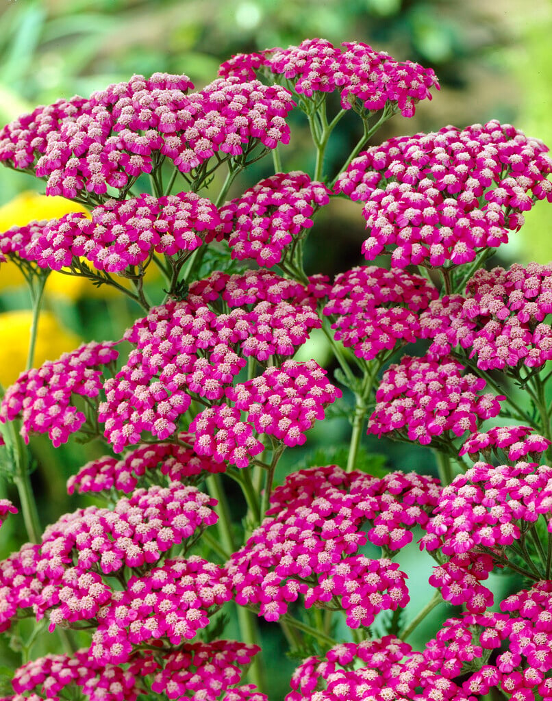 yarrow 'Summerwine'