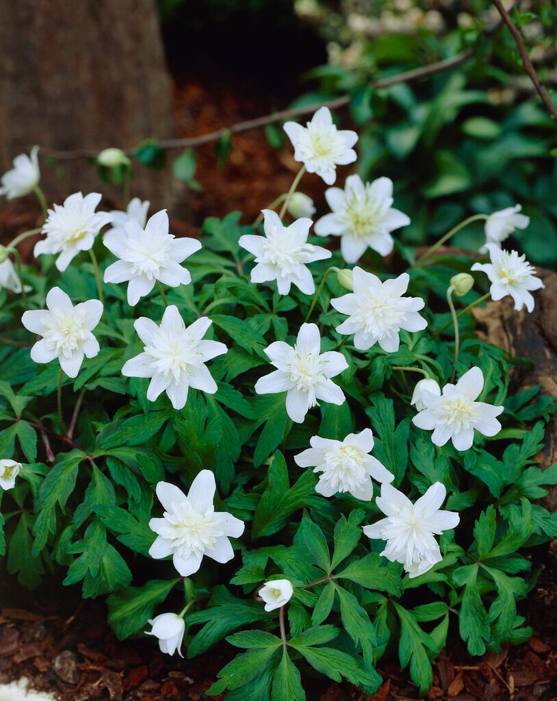 wood anemone 'Vestal'