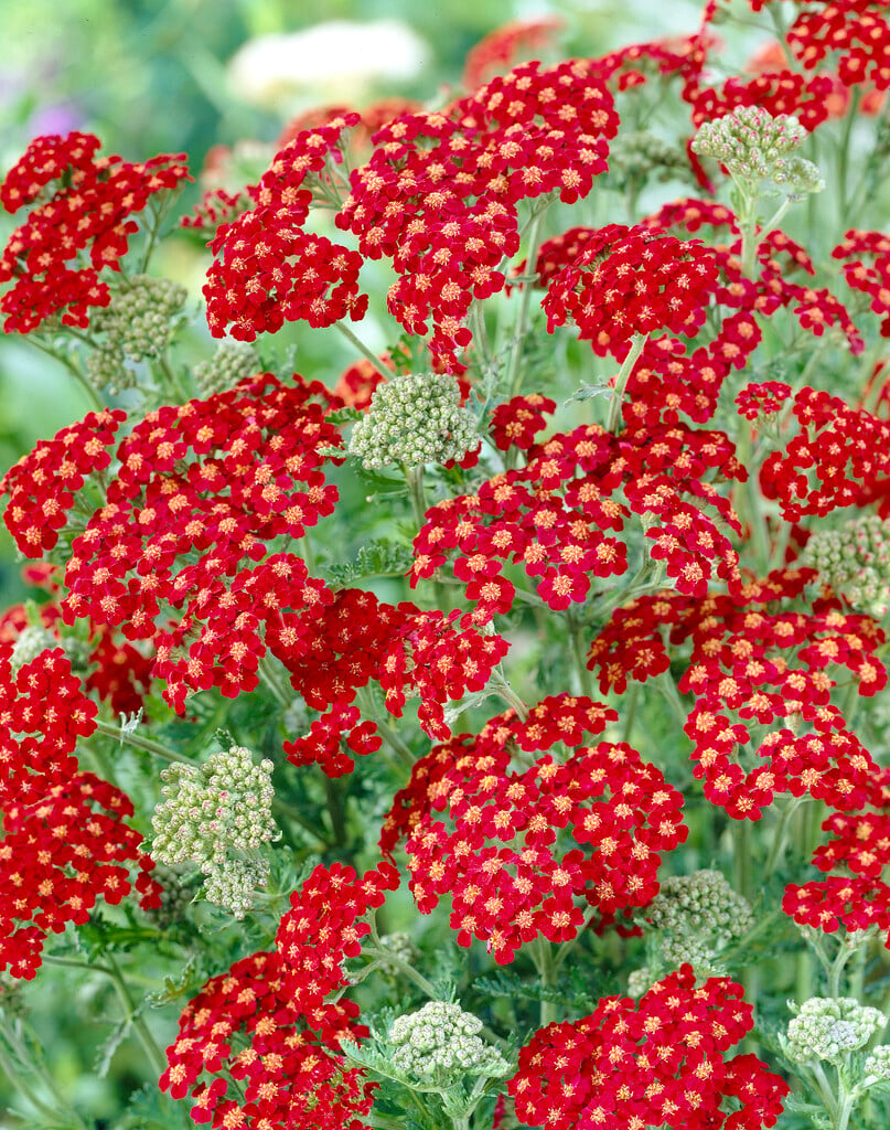 yarrow 'Red Velvet'