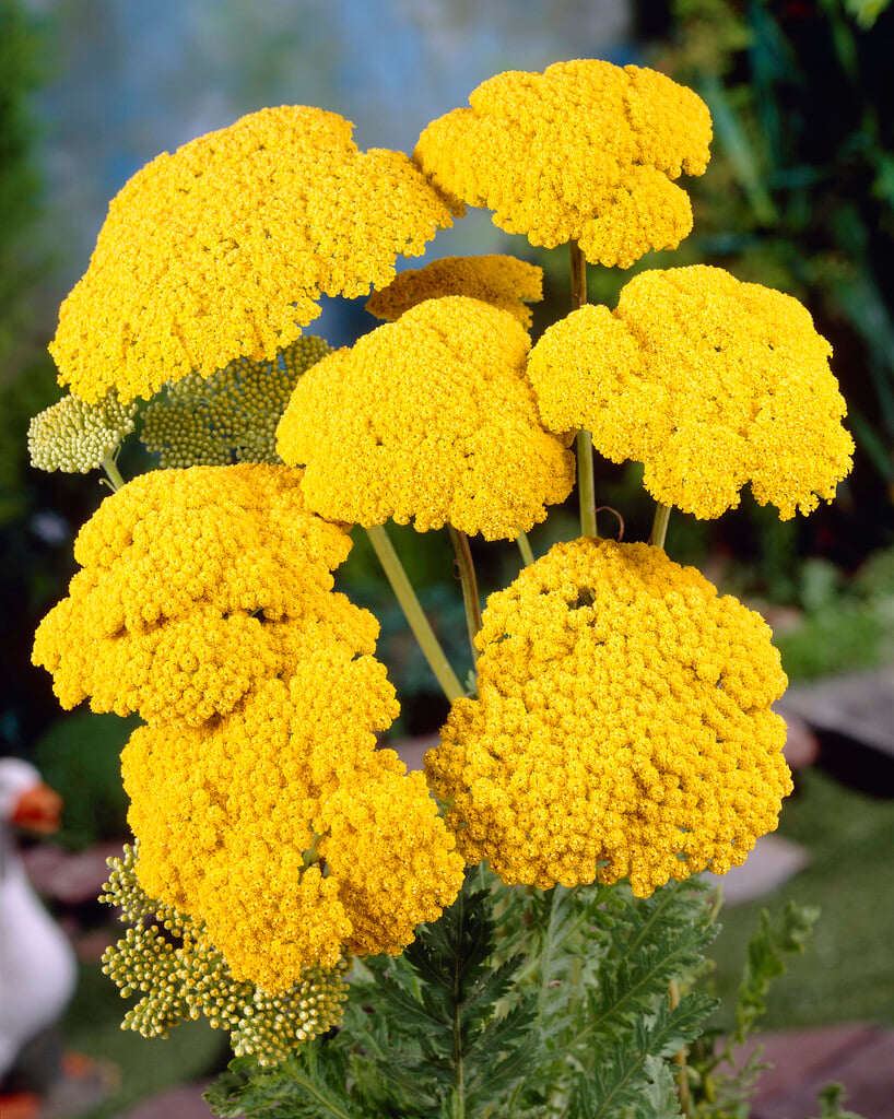 yarrow 'Cloth of Gold'