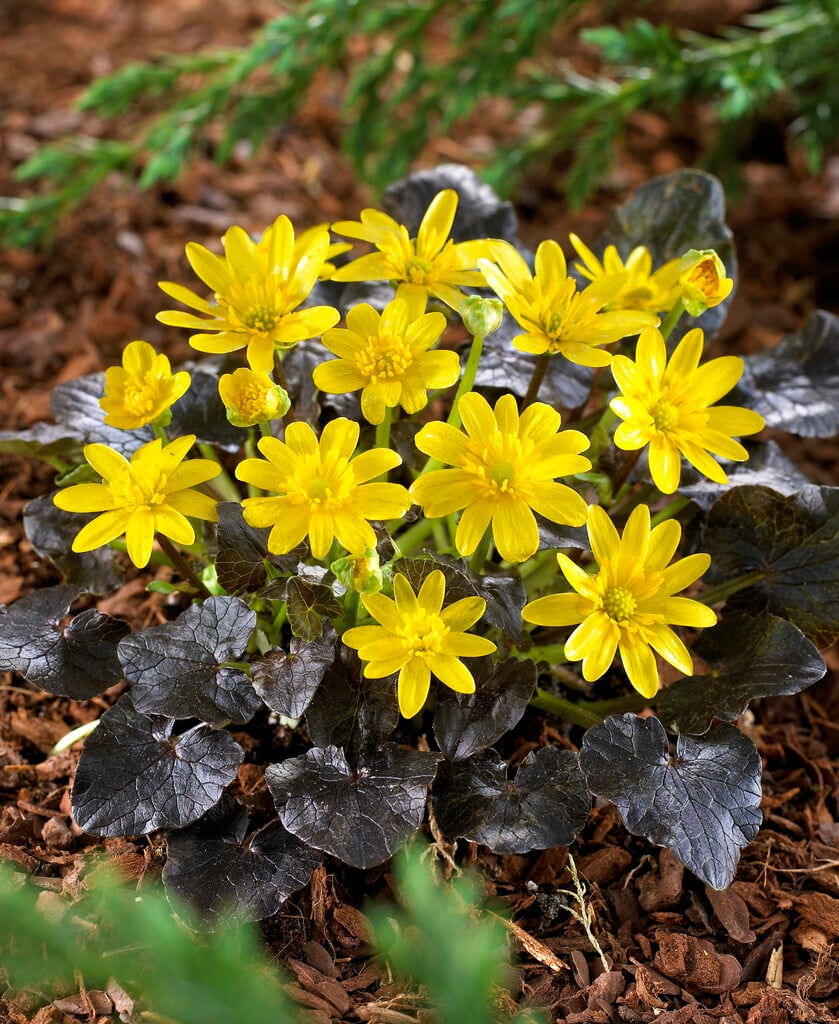 lesser celandine 'Brazen Hussy'