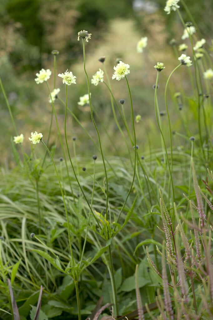 giant scabious
