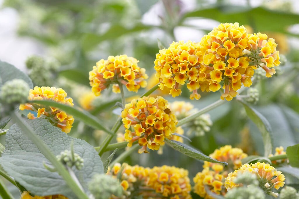 butterfly bush 'Sungold'