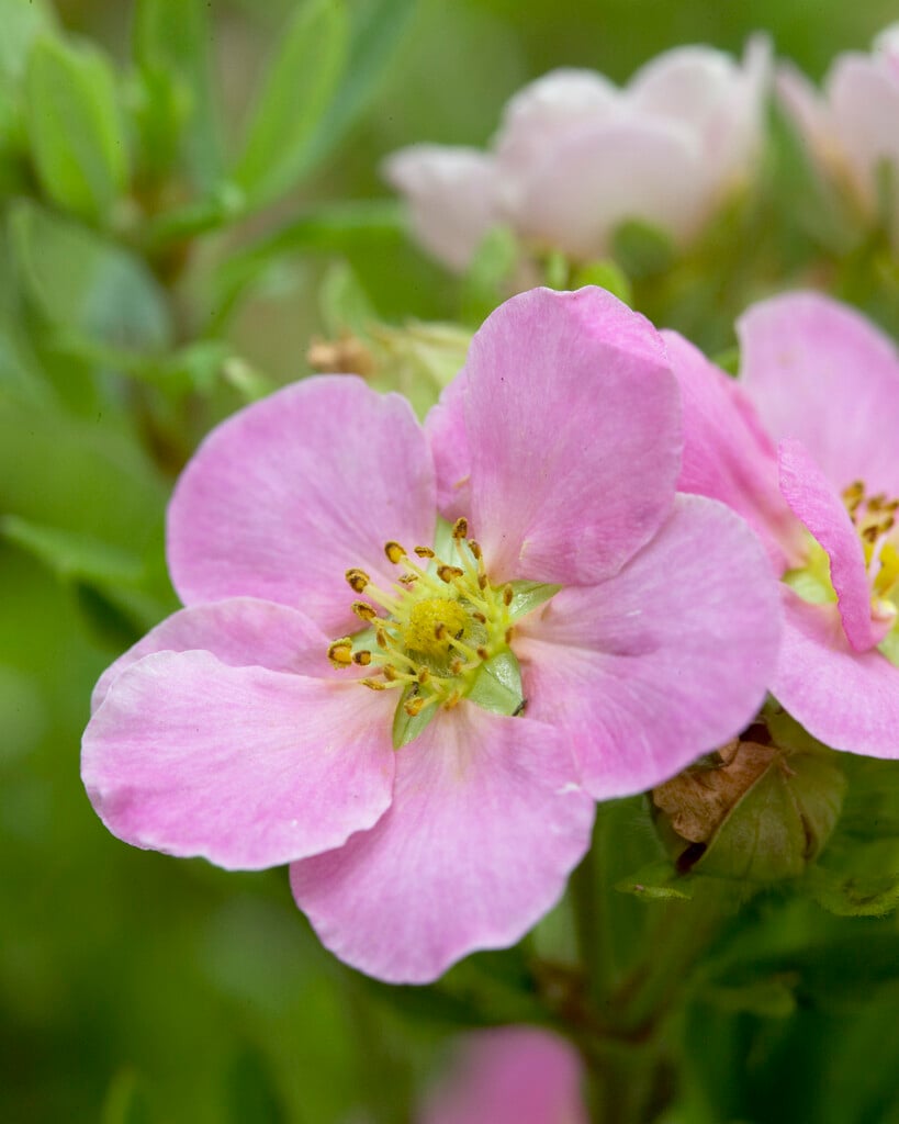 shrubby cinquefoil 'Pink Beauty'