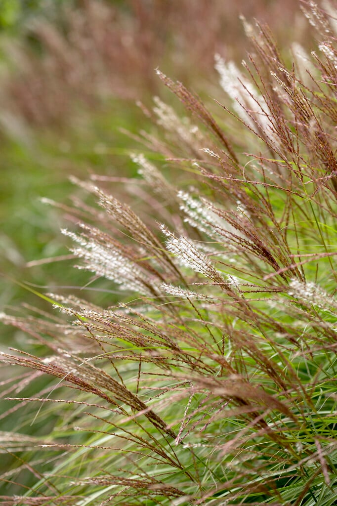 eulalia 'Kleine Silberspinne'