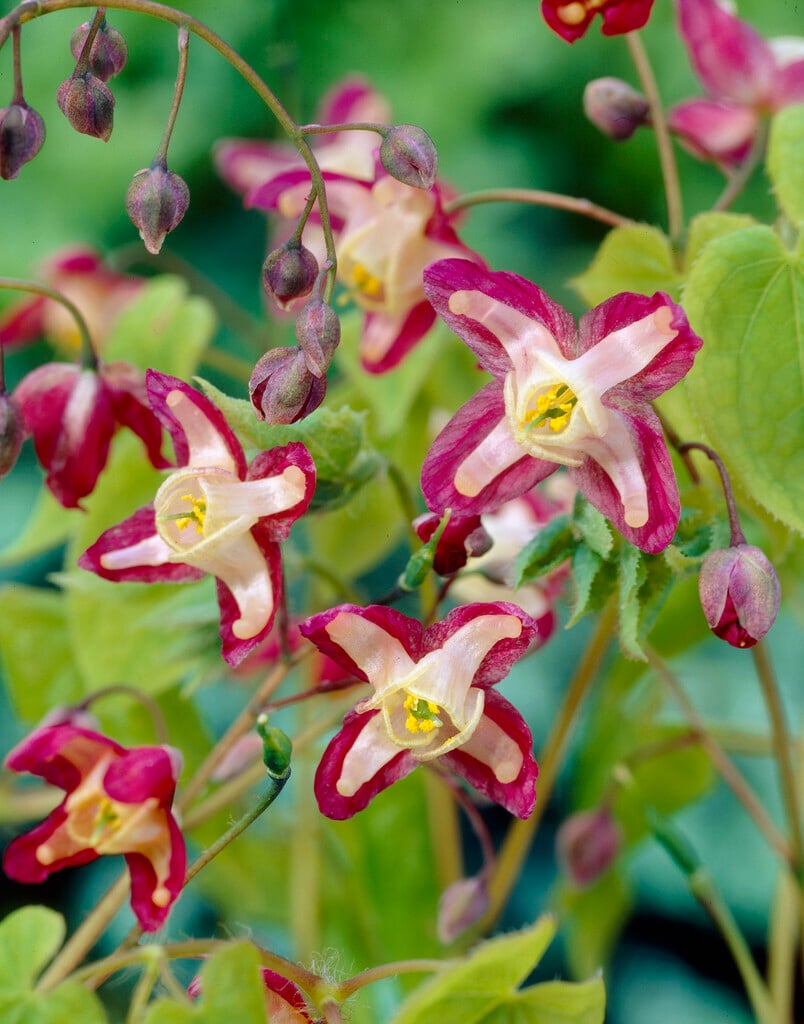 hybrid red barrenwort
