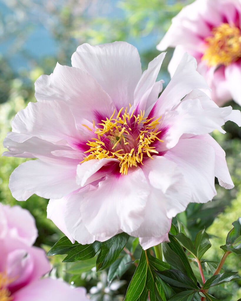 peony 'Cora Louise'