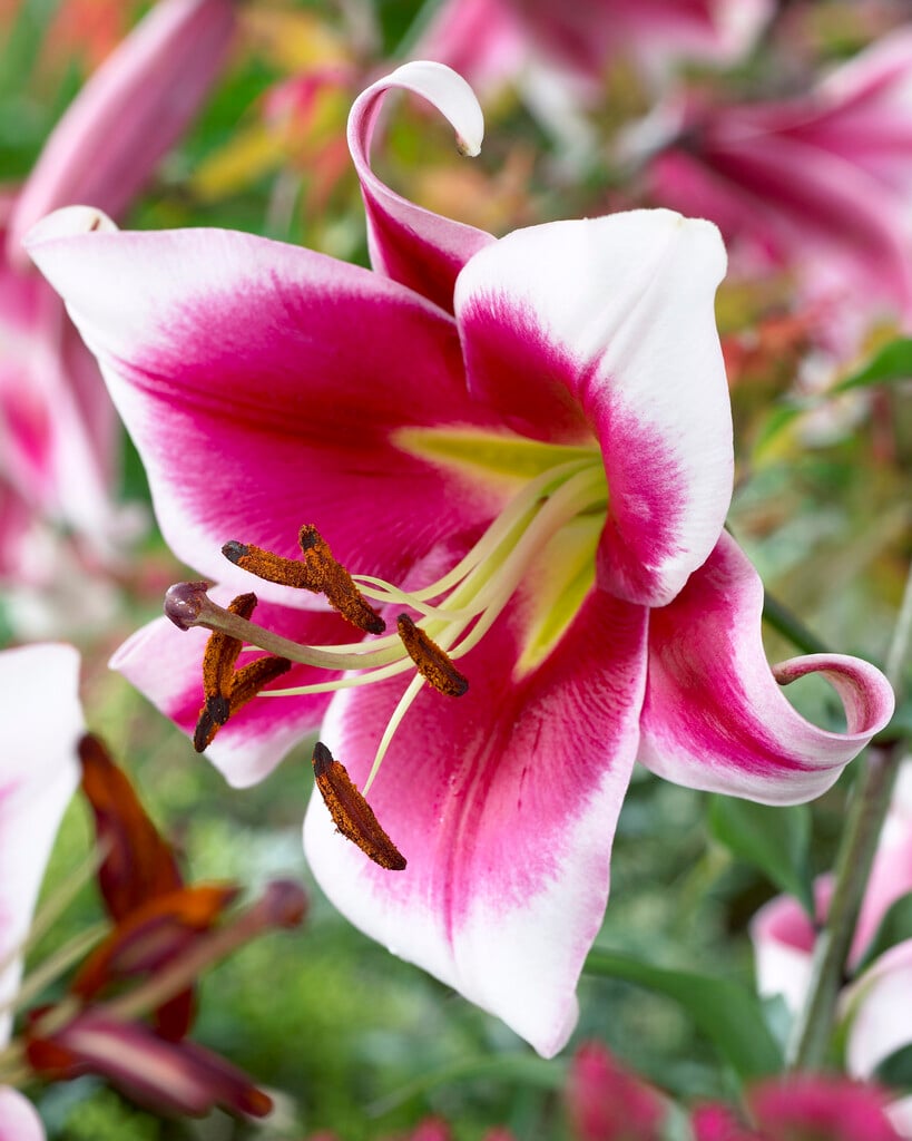 lily 'Friso'