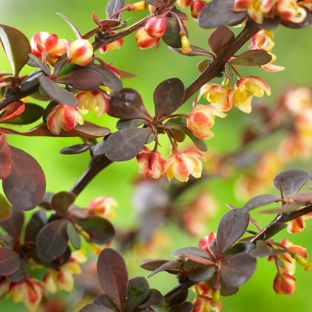 Japanese barberry 'Harlequin'