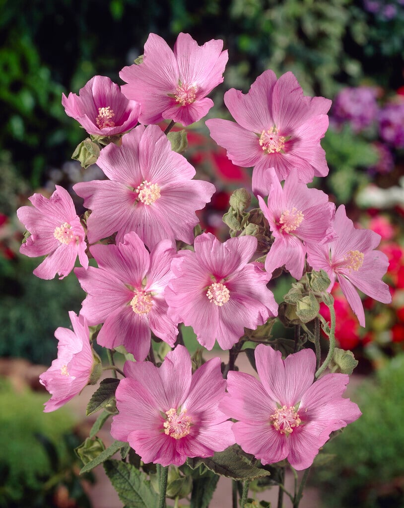 tree mallow 'Candy Floss'
