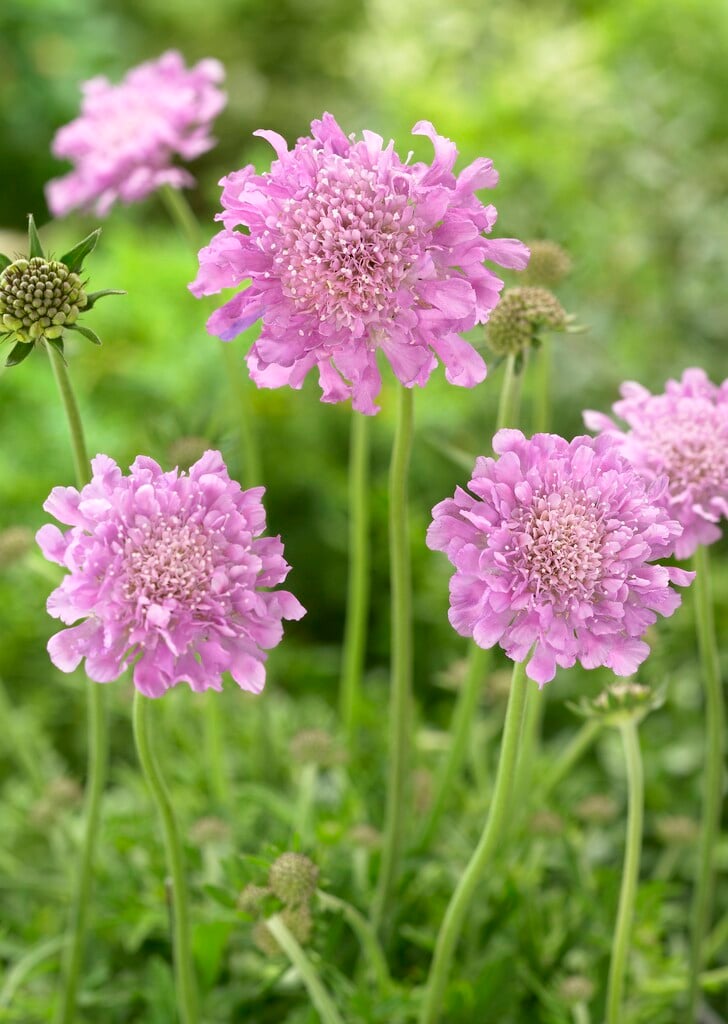 scabious 'Pink Mist'