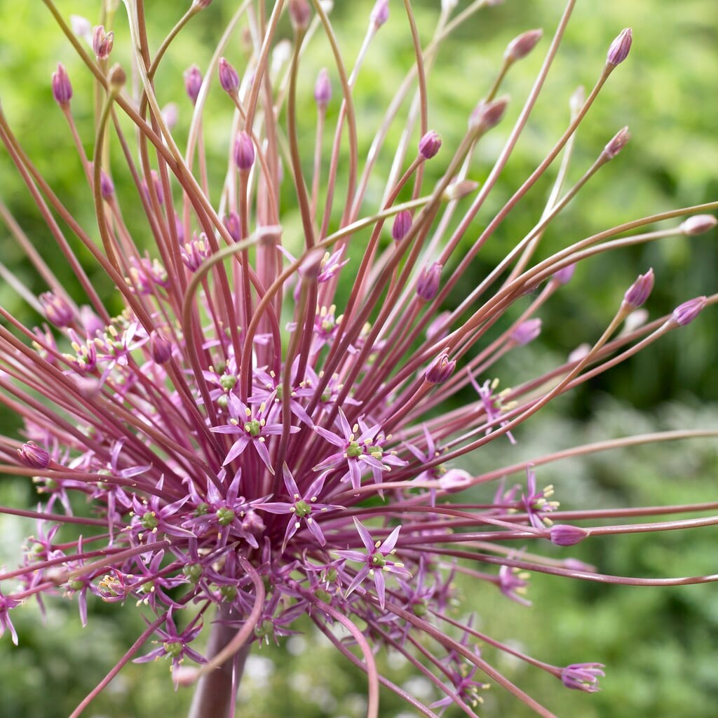 Schubert's allium