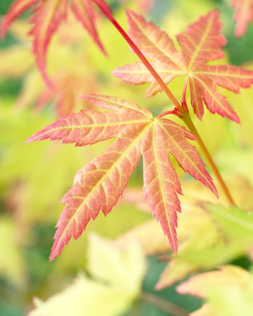 Japanese maple 'Orange Dream'