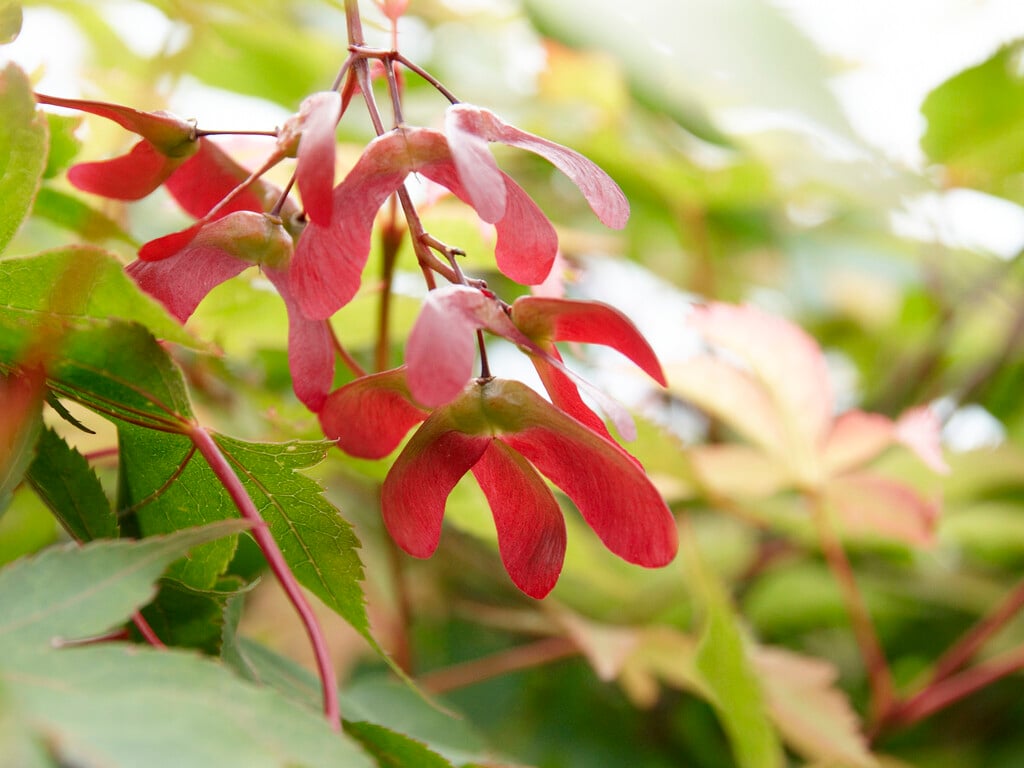 Japanese maple 'Ōsakazuki'