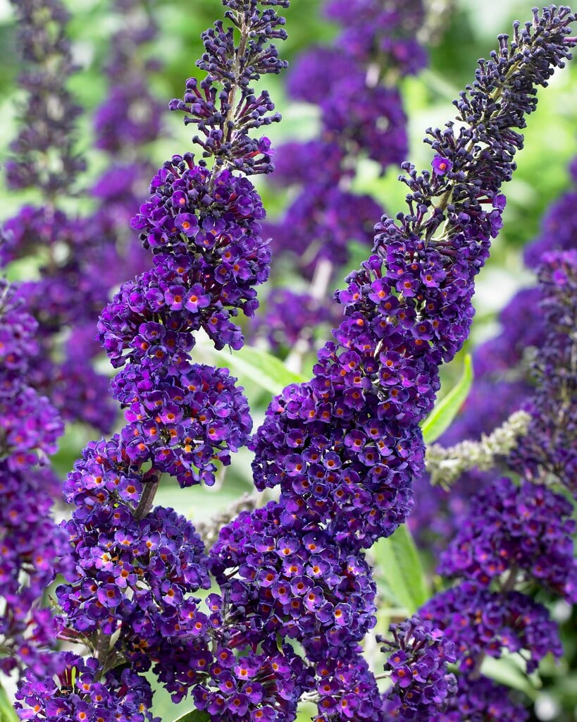 butterfly bush 'Black Knight'
